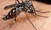 Santa Rosa já tem 45 casos confirmados de dengue.