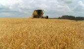 Região de Santa Rosa deve plantar mais trigo.