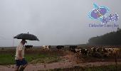 Excesso de chuvas já afeta Produção de leite e de hortigranjeiros na região