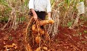 Em Porto Mauá, morador colhe 148 kg de batata doce somente de um pé. Fotos: