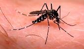 Cai o índice de infestação do mosquito Aedes aegypti em Santa Rosa