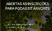 Aberto período de inscrições para podas de árvores