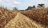 Colheita do milho atinge 87% da área cultivada no RS