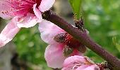 Início das floradas de primavera estimulam polinização das abelhas